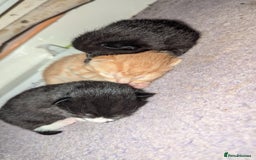 Domestic Shorthair cats for sale: 1 male ginger and 2 female black and white cats - Image 4