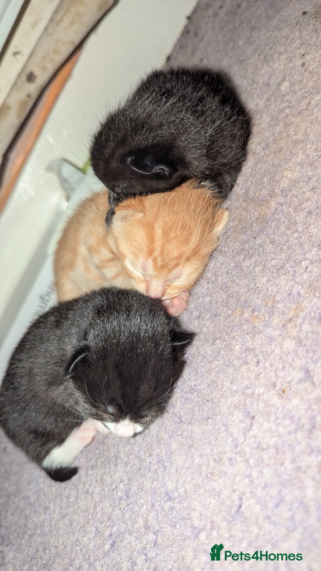 Domestic Shorthair cats for sale: 1 male ginger and 2 female black and white cats - Image 4