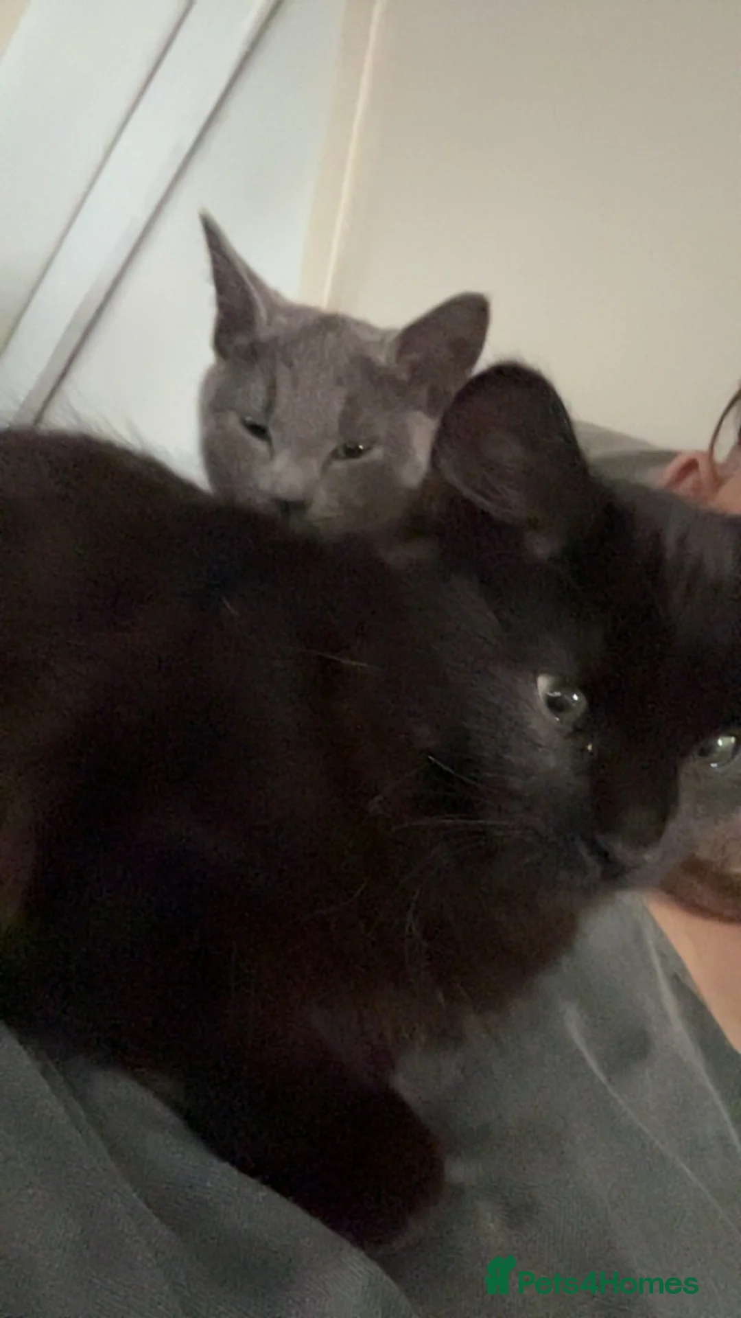 Mixed Breed cats for sale: Shadow for sale in Harleston - Advert 2