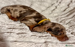 Dachshund dogs for sale: Litter of 5 beautiful dachshund pups for sale. - Image 8