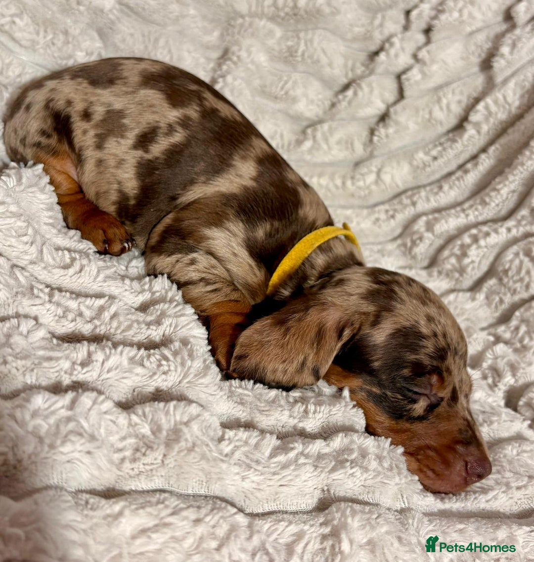 Dachshund dogs for sale: Litter of 5 beautiful dachshund pups for sale. - Image 8