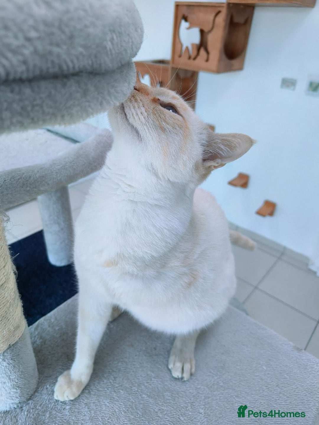 Mixed Breed cats for adoption: [Indoors Only] White Sugar - Lovely Special Boy - Advert 7