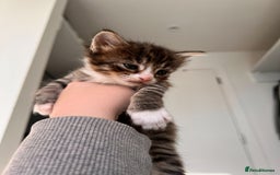 Domestic Shorthair cats for sale: Domestic Shorthair kittens  - Image 4