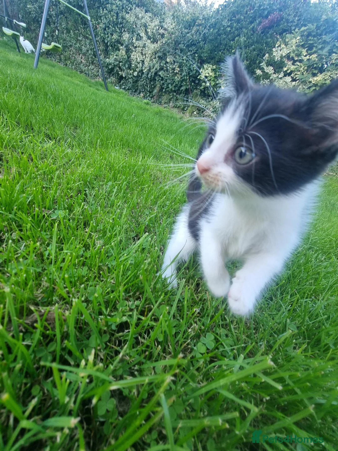 Mixed Breed cats for sale: 3 beautiful kittens ready for their new home  - Advert 2