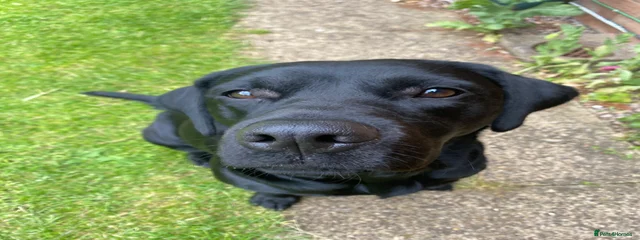 Lua 