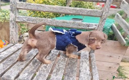 Doxiepoo dogs for sale: Adorable Doxiepoo puppy's  - Image 3