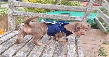 Doxiepoo dogs - Advert 6