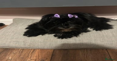 Yorkshire Terrier dogs - Advert 4