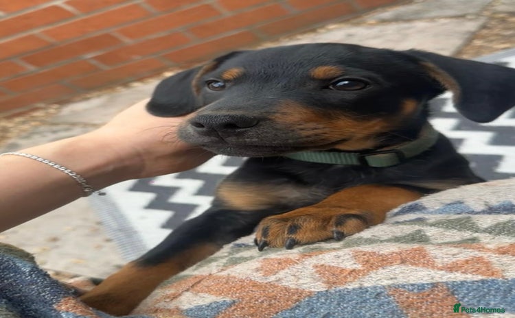 Mixed Breed dogs for sale - Advert 1