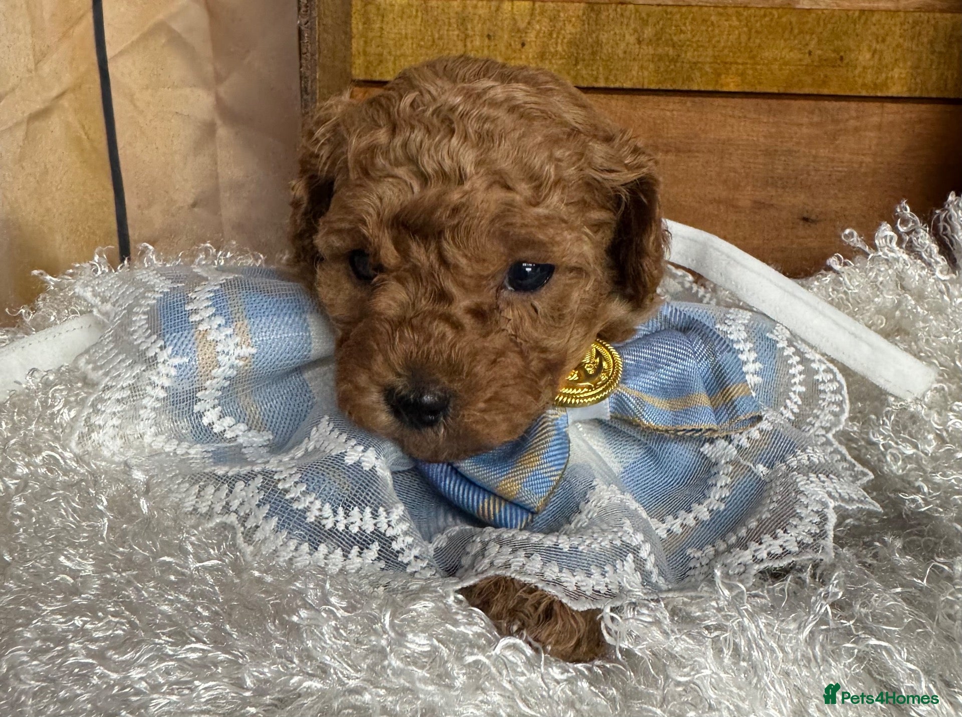 Toy Poodle dogs Red Asian x Toy Poodle  - Advert 9