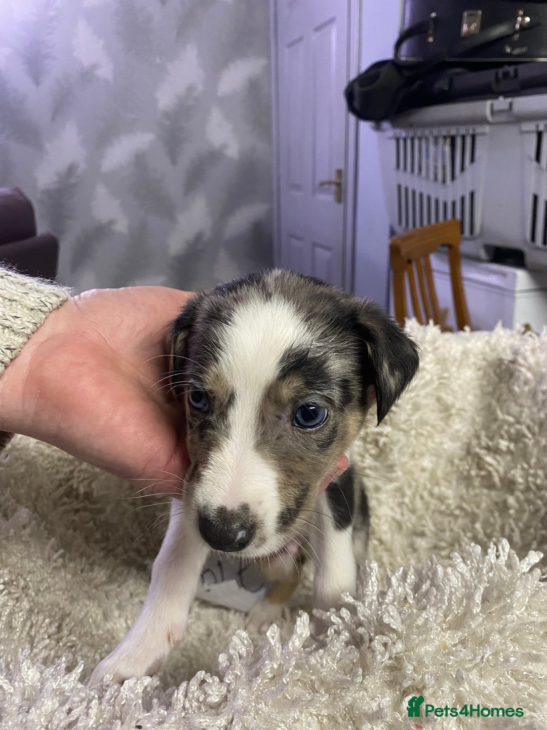 Mixed Breed dogs for sale: Collie lurcher greyhound mix - Advert 23