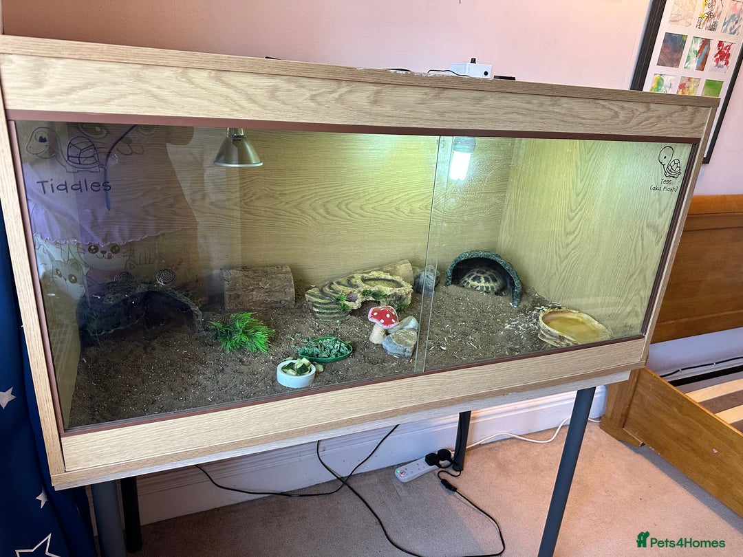 Tortoise reptiles for sale: 2 x Horsefield Tortoises - Image 2