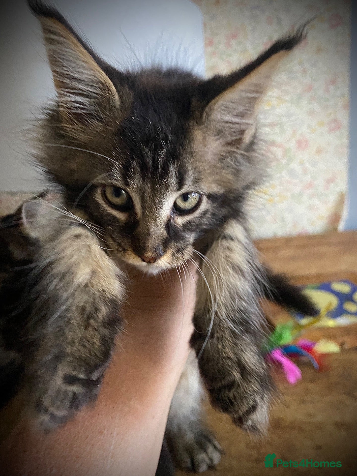 Maine Coon cats Full Russian lines Coon kittens Registered Parents - Advert 1