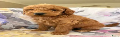 Labradoodle 3