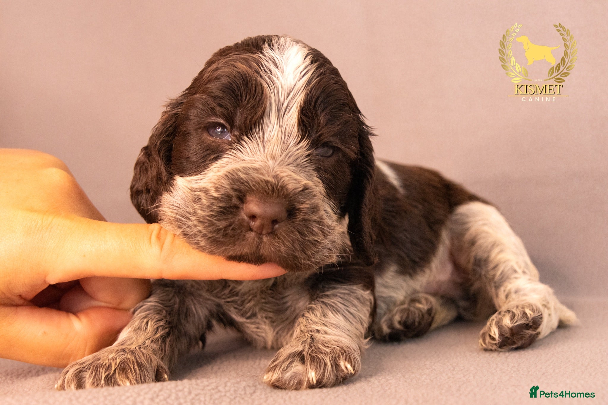 Cocker Spaniel dogs TRUE SHOW TYPE COCKER SPANIELS - Advert 1