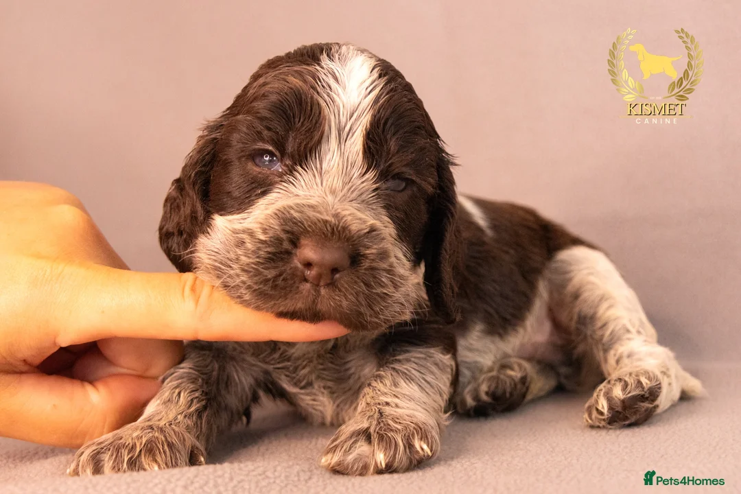 Cocker Spaniel dogs for sale: TRUE SHOW TYPE COCKER SPANIELS - Advert 1