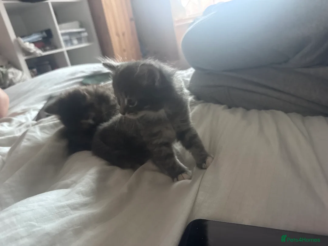 Ragdoll cats for sale: Ragdoll / Bengal mix lovely colour  - Advert 5