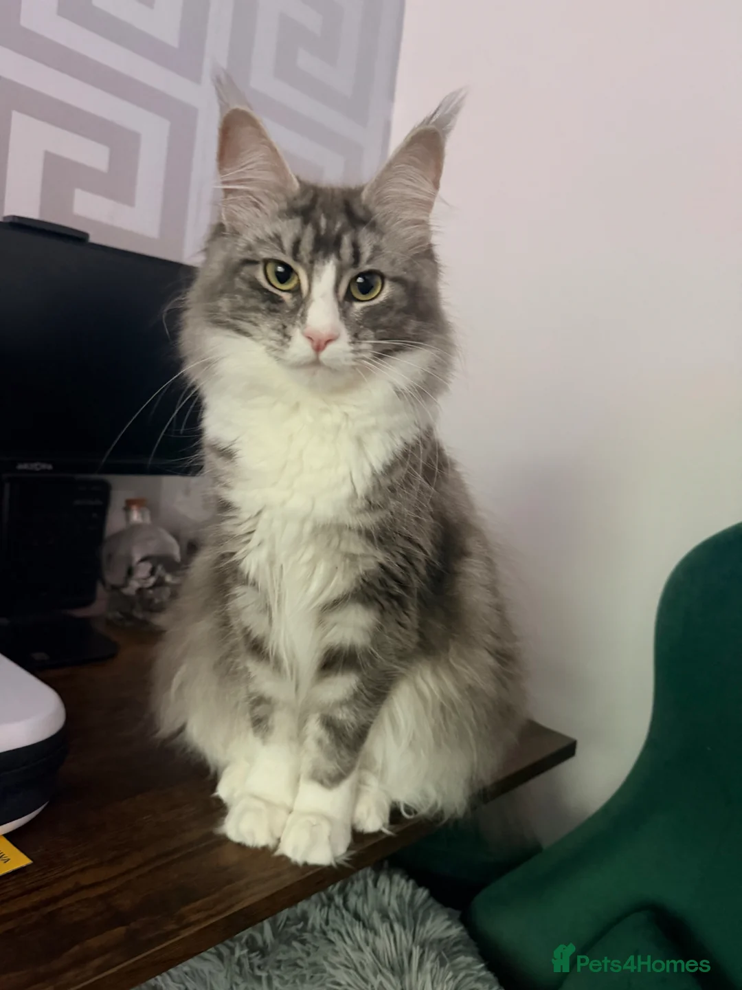 Maine Coon cats for sale: Maine coon sisters - Advert 2