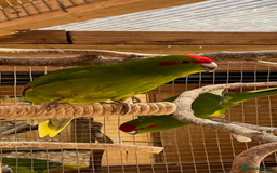 Parakeets birds for sale: Young Emerald Green Kakariki  - Image 2