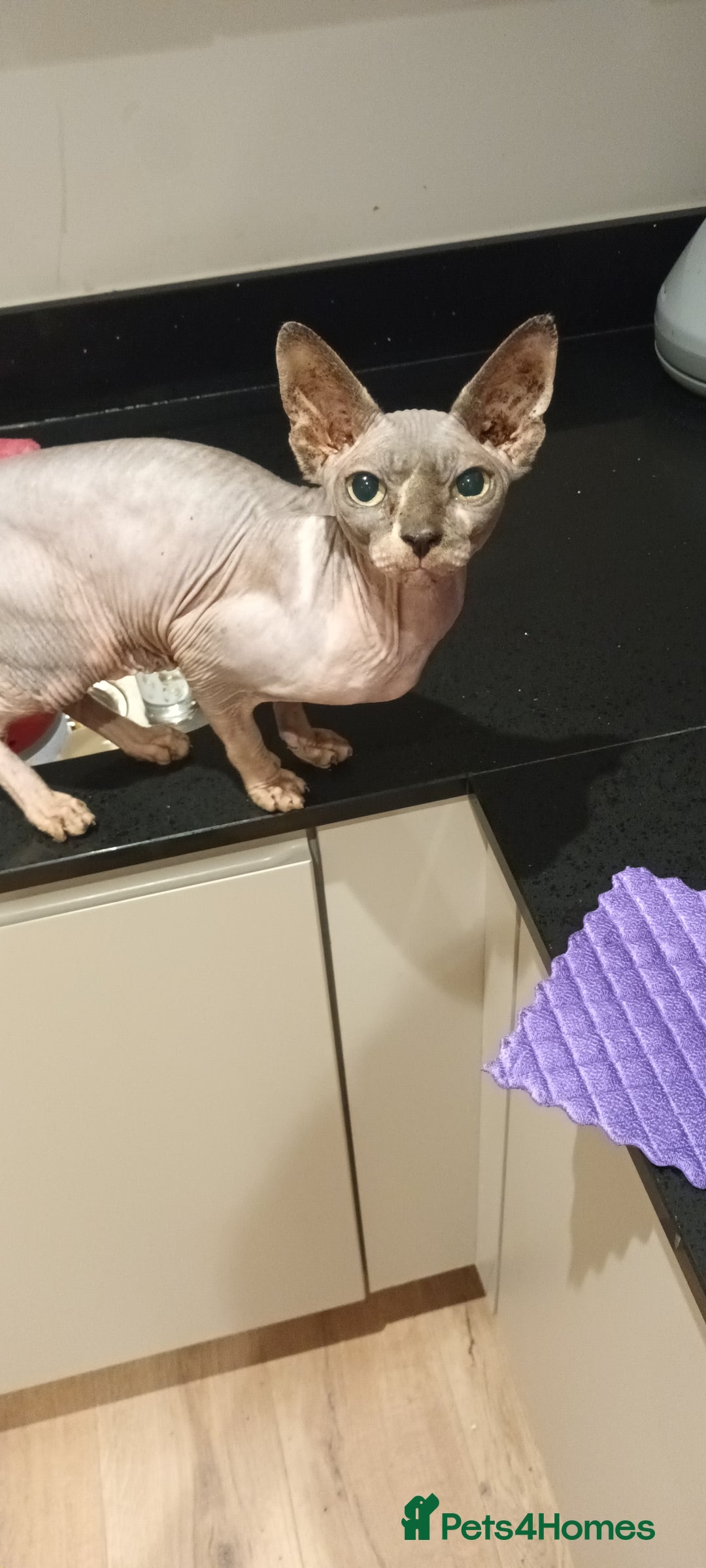 Sphynx cats for sale: Pajelly Sphynx Cat - Advert 1