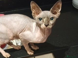 Sphynx cats Pajelly Sphynx Cat - Advert 18