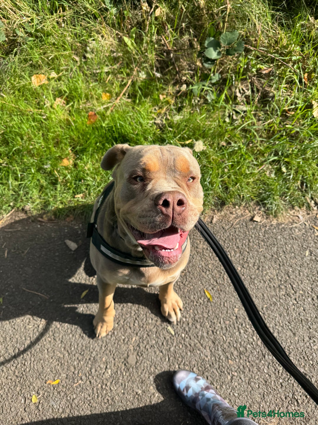 Olde English Bulldogge dogs for sale: Old English in need of a loving home  - Advert 6