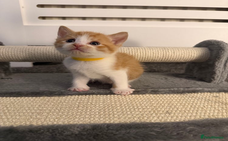 Domestic Shorthair cats - Advert 3