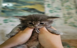 Maine Coon cats for sale: GCCF Registered Pedigree Maine Coon Kittens - Image 20