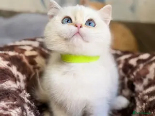 British Shorthair cats British shorthair adorable golden kittens - Advert 5