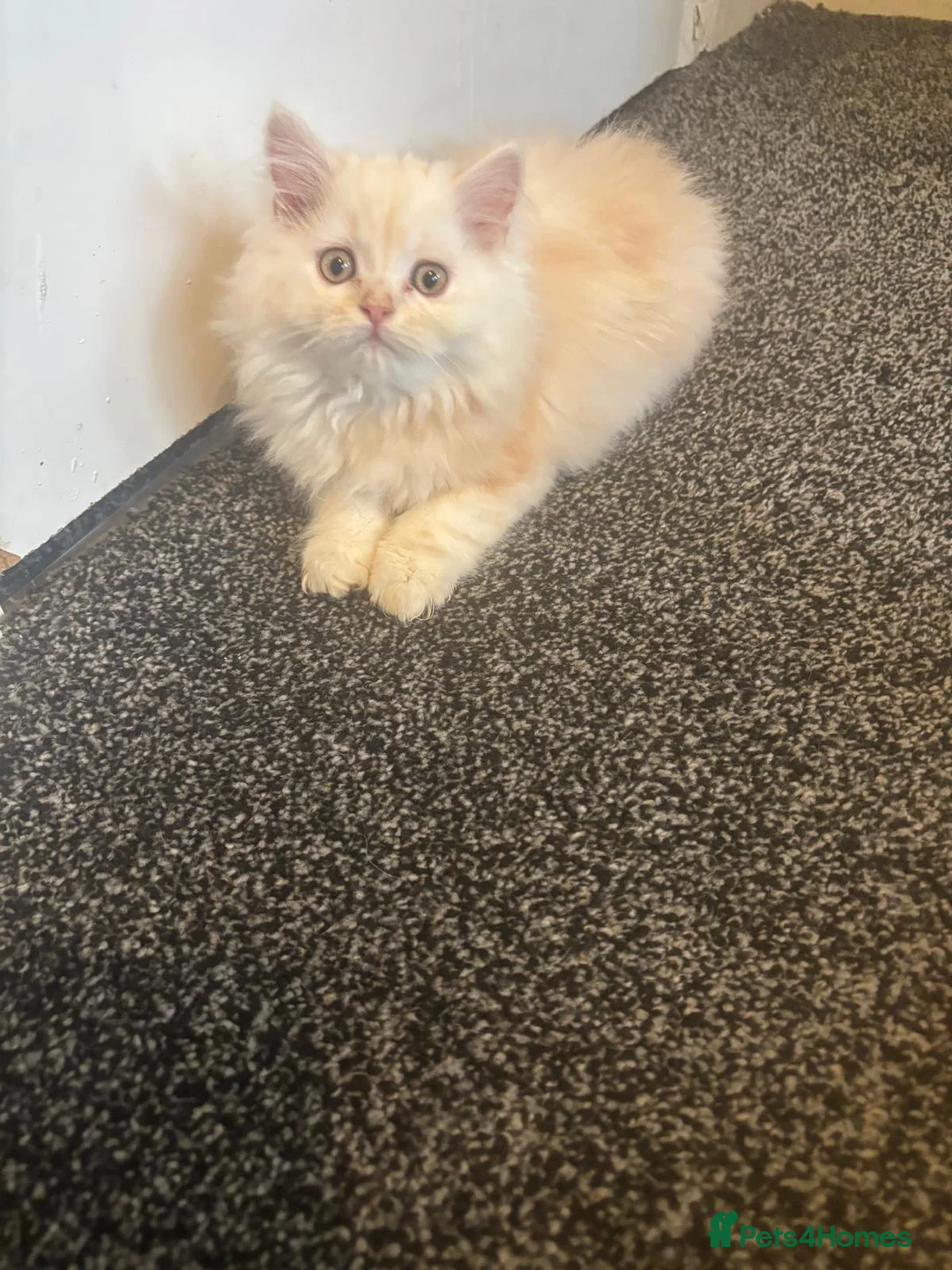 Persian cats for sale: ONLY 3/5 PERSIANS LEFT - Advert 2