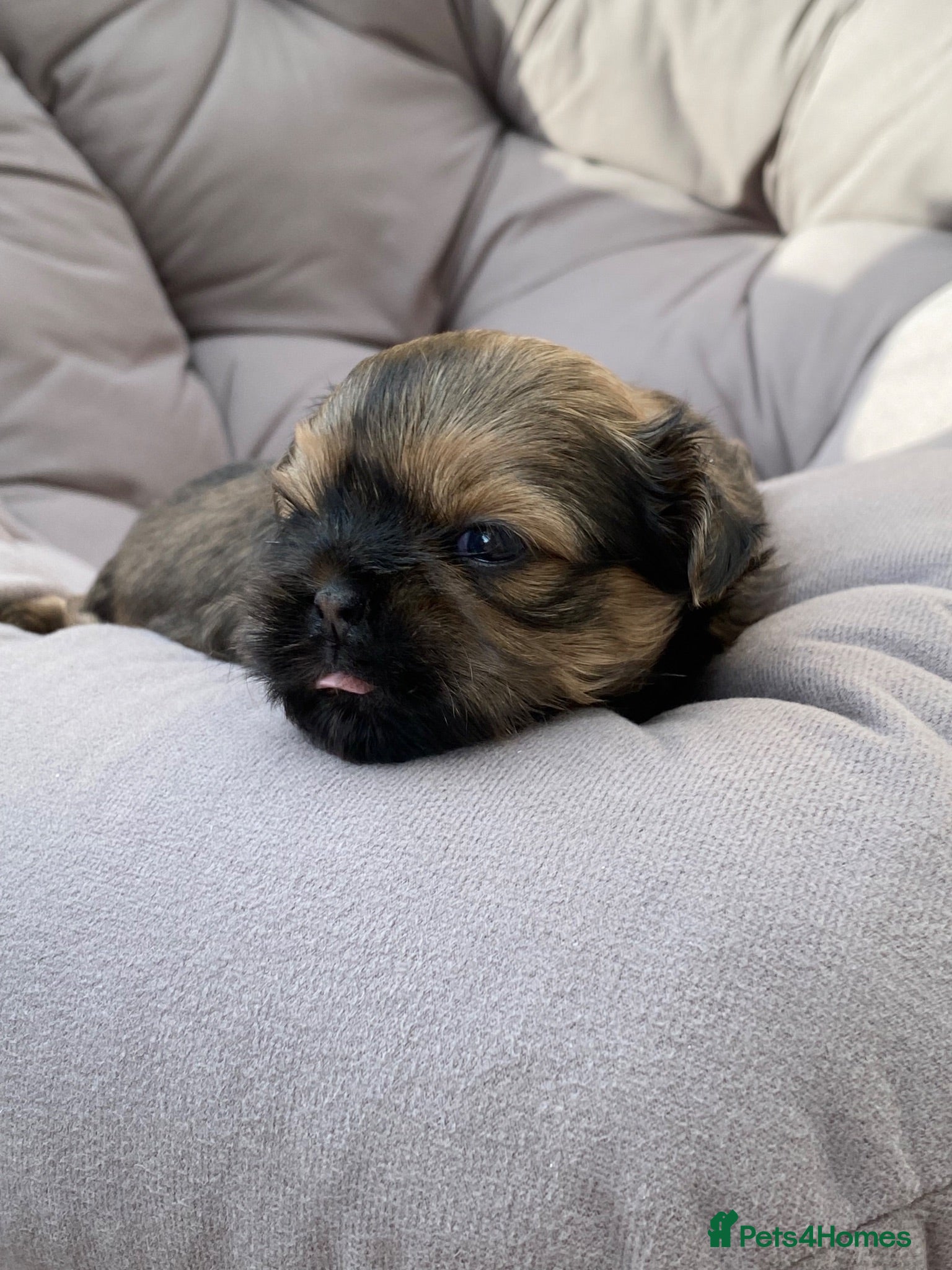 Shih Tzu dogs Shihtzu babies - Advert 5