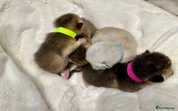 British Shorthair cats for sale: Chunky British shorthair  - Advert 8