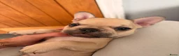 French Bulldog dogs for sale: 🐾 French Bulldog Puppies – ready for new homes 🐾 in Crawley - Advert 18