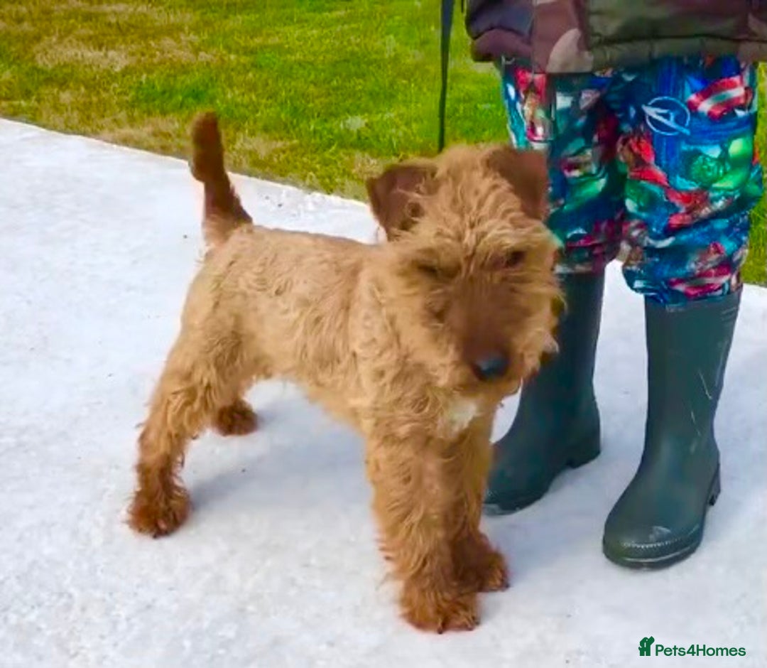 Lakeland Terrier dogs for sale: Quality Lakeland terrier pups  - Image 6