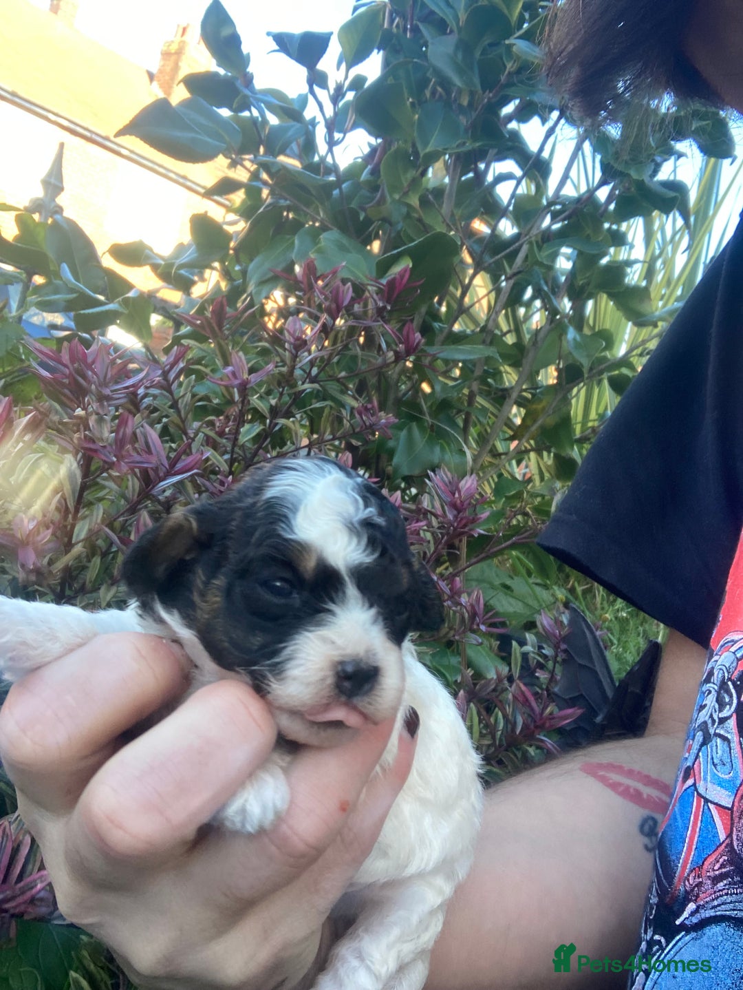 Cavapoo dogs for sale: Toy cavapoo WAITING LIST - Advert 7