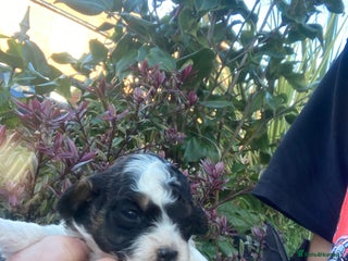 Cavapoo dogs Beautiful toy Cavapoos experienced 5 star licensed - Advert 3