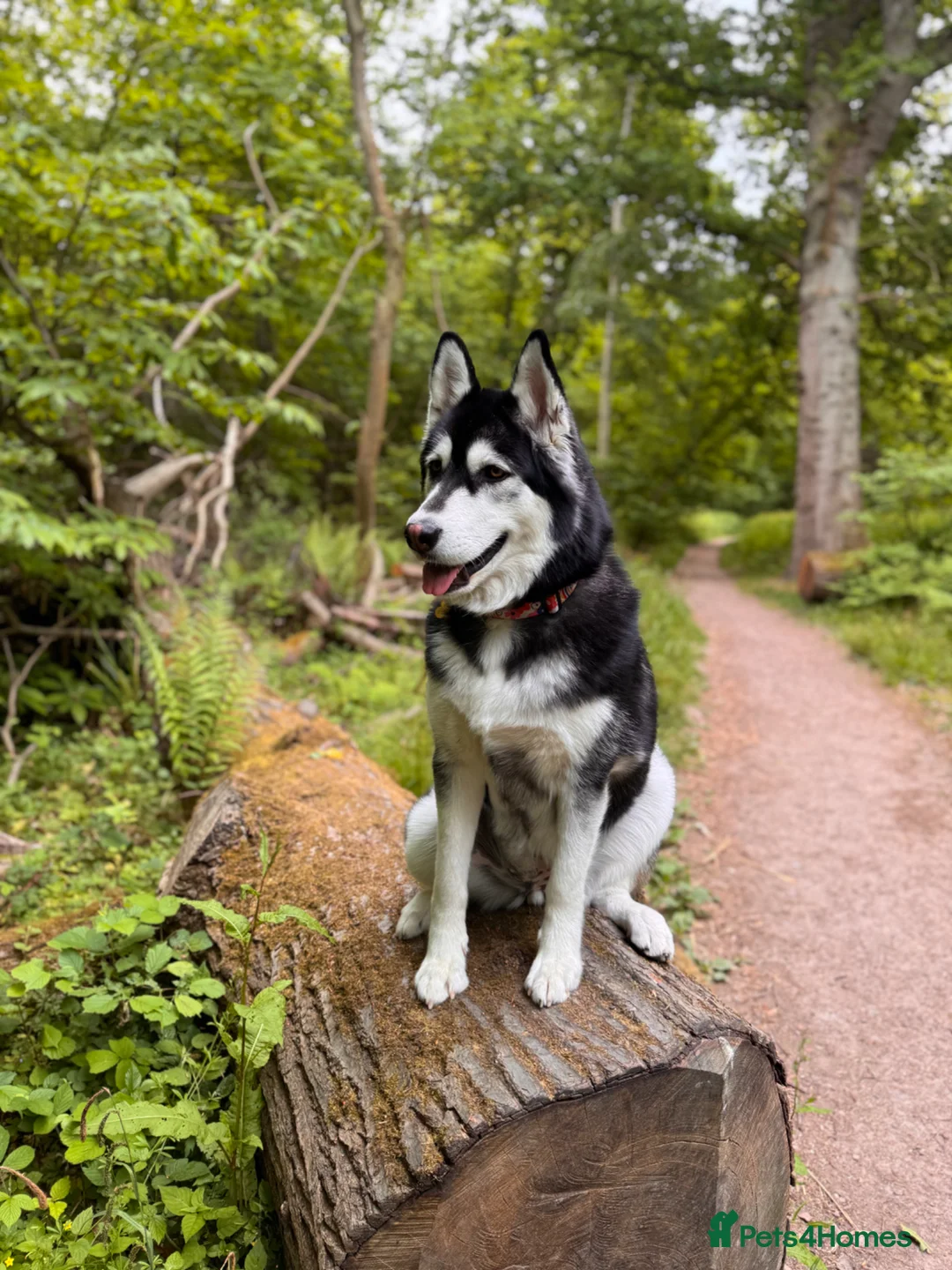 Alaskan Malamute dogs for sale: 2 year old Malamute needs a loving home - Advert 1