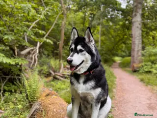 Alaskan Malamute dogs 2 year old Malamute needs a loving home - Advert 16