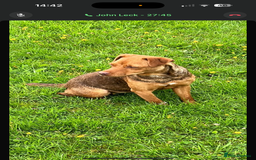 Patterdale Terrier dogs for sale: Patterdale fell terriers  - Image 22