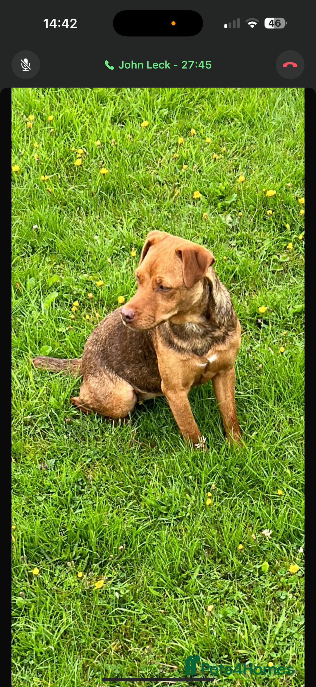 Patterdale Terrier dogs for sale: Patterdale fell terriers  - Image 22