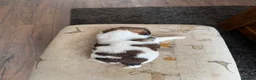Shih Tzu dogs for sale: Shih Tzu Puppies - Advert 8