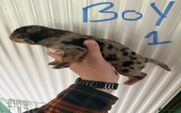 Mixed Breed dogs for sale: Blue merle and golden retriever puppies - Image 18