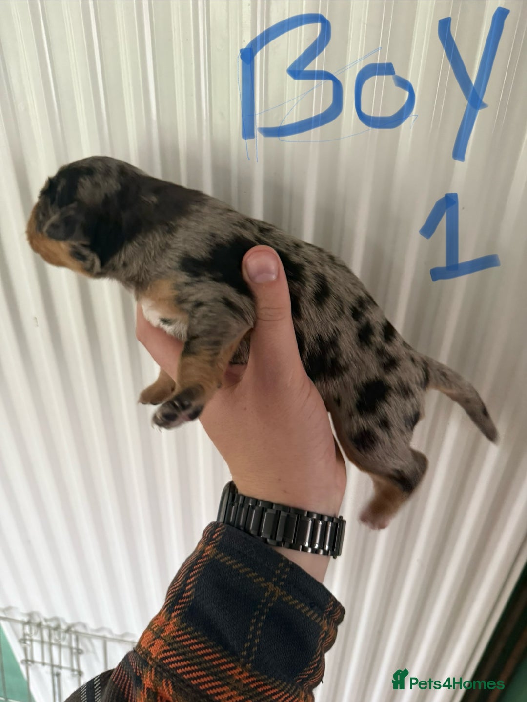 Mixed Breed dogs for sale: Blue merle and golden retriever puppies - Image 18