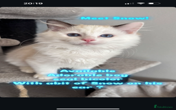 Ragdoll cats for sale: Ready Now TICA Registered Ragdoll Kittens Availabl - Image 2