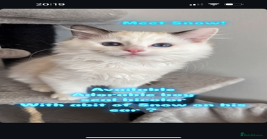 Ragdoll cats - Advert 6