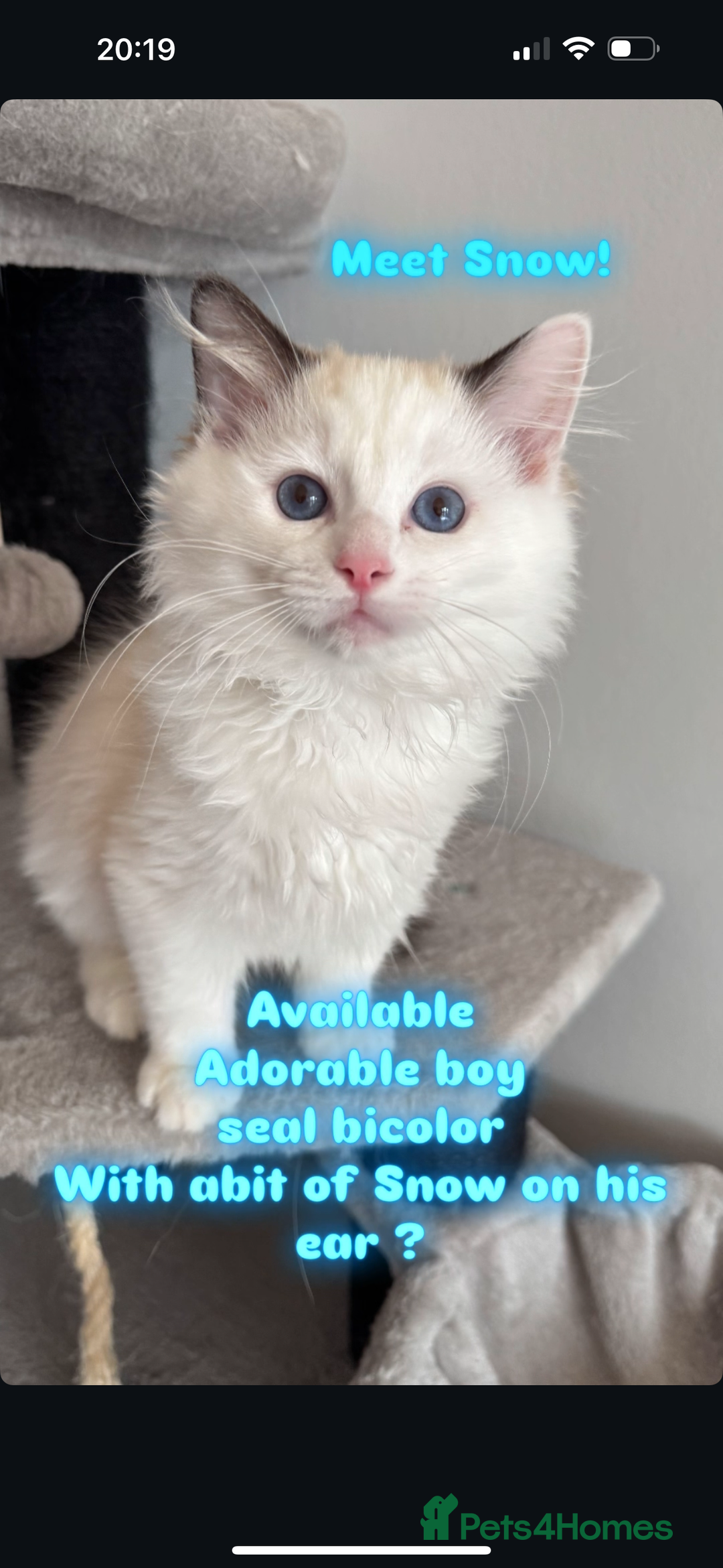 Ragdoll cats for sale: Ready Now TICA Registered Ragdoll Kittens Availabl - Image 2