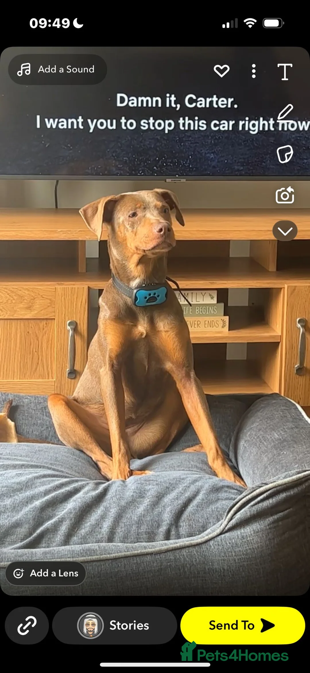 Mixed Breed dogs for sale: Doberman and Doberman x staffy  - Advert 2