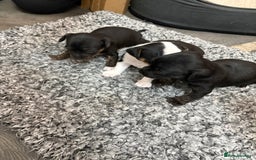 Mixed Breed dogs for sale: jackhuahua Pups - Image 11