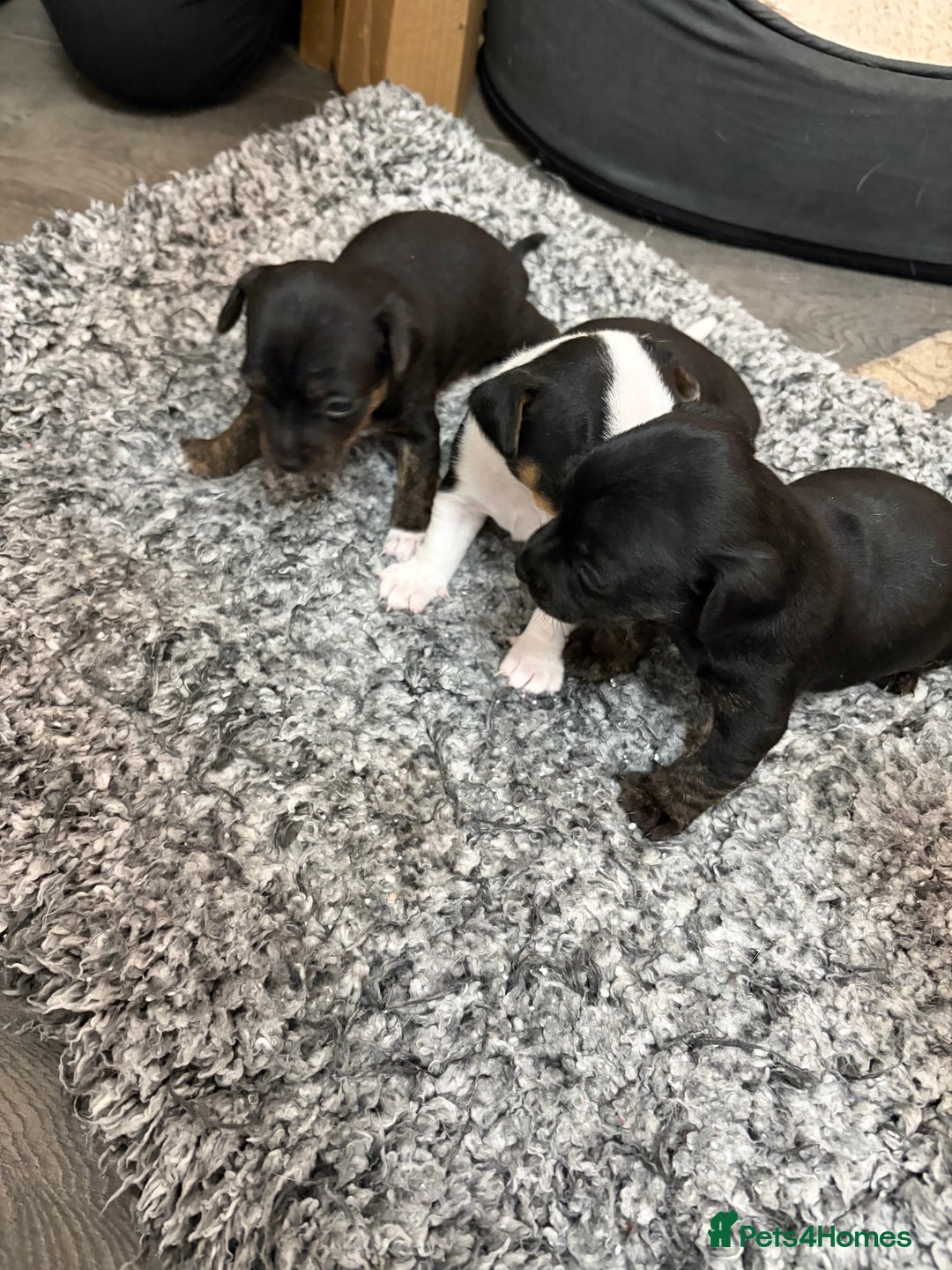 Mixed Breed dogs for sale: jackhuahua Pups - Image 11