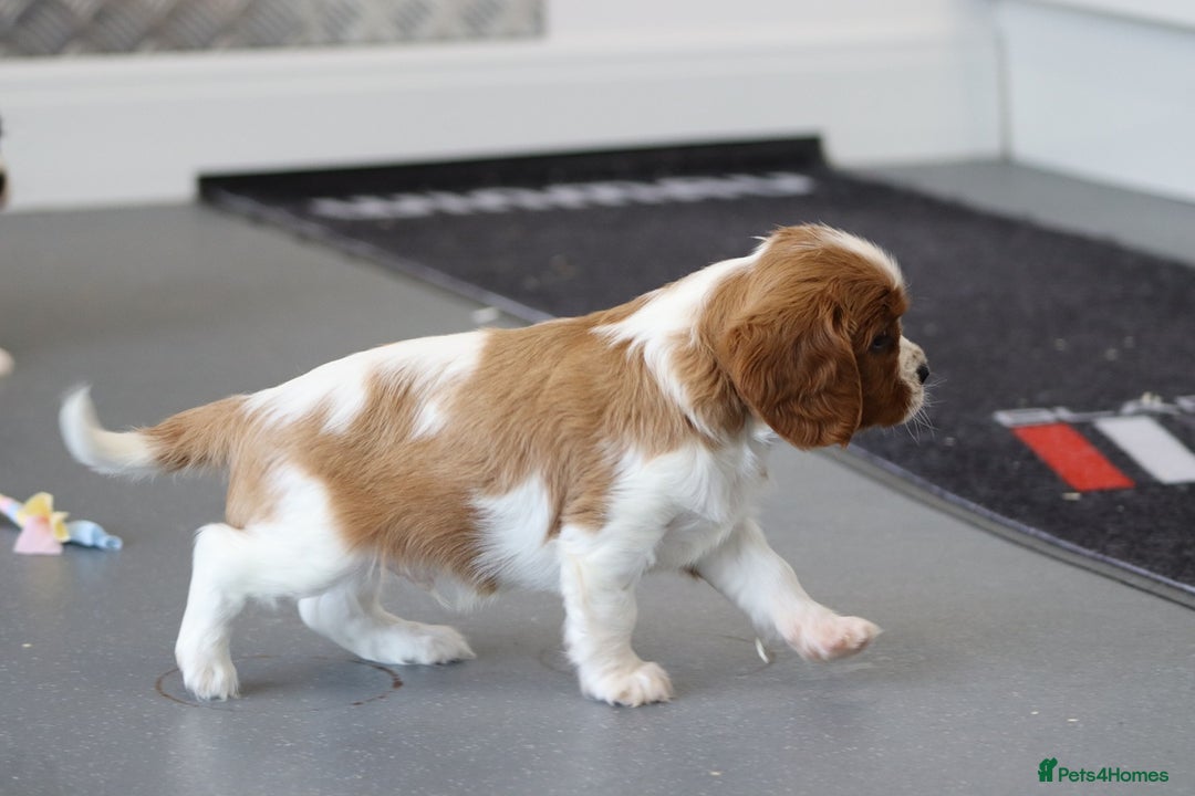 Cavalier King Charles Spaniel dogs for sale: Cavalier King Charles Puppies for sale - Advert 9